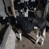 گاو هلند گوساله نره سمینتال|حیوانات مزرعه|مرادلو, |دیوار