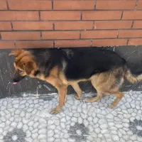 ژرمن ماده ۸ماهه