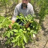 فروش درخت گردو جمال پیوندی و پایه کوتاه