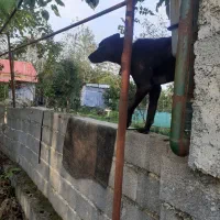 سگ کن کورسو ماده ۱۰ ماهه دورگ|سگ|سنگر, |دیوار