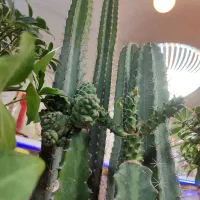 خاص ترین گل های آپارتمانی|گل و گیاه طبیعی|فردیس, قریشی|دیوار