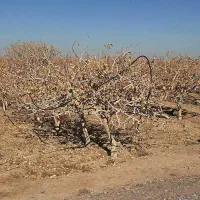 فروش باغ پسته در روستای حصارنو