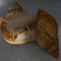 حلزون