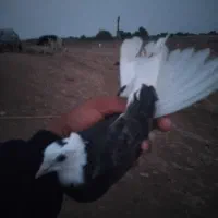 شازده پرشی|پرنده|انبارآلوم, |دیوار