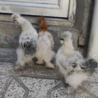 جوجه ابریشمی|حیوانات مزرعه|مشهد, ویلاشهر|دیوار