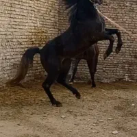 اسب|اسب و تجهیزات اسب‌سواری|خزل, |دیوار