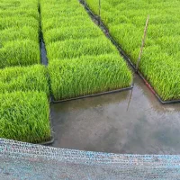 بانک نشا میرزایان - سنگر