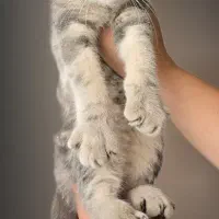 گربه اسکاتیش فولد