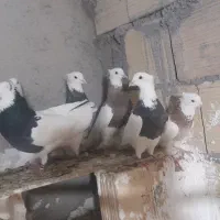 طوقی|پرنده|کنگاور, |دیوار