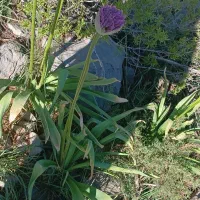موسیر خشک شده بسیار مرغوب و ارگانیک