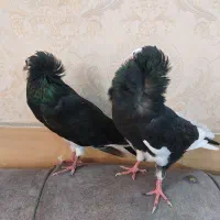 جوجه کبوتر شامپیون اصل