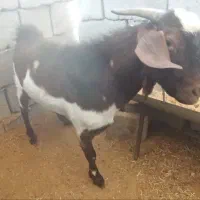 چپش دورگ مورسیا|حیوانات مزرعه|جیرفت, |دیوار