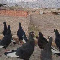 زاغ پلنگ کرمونی گوئک|پرنده|راور, |دیوار