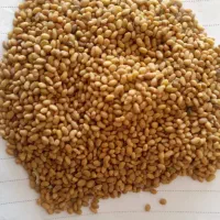 بذر یونجه قد بلند