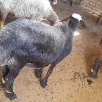 سه عدد شیشک درجه یک داشتی قیمت مناسب|حیوانات مزرعه|مینودشت, |دیوار