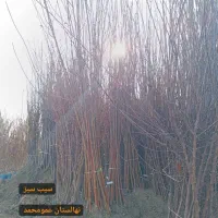 نهال های پیوندی پسته ،بادام،گردو ارقام میوه|خدمات باغبانی و درختکاری|شیراز, نیایش|دیوار