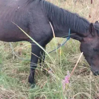 اسب آرام بفرش می‌رسد|اسب و تجهیزات اسب‌سواری|لشت نشا, |دیوار