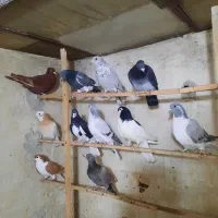 کبوتر پرنده جوان