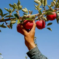 سیب چینی در میانه