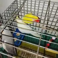 عروس هلندی و طوطی برزیلی|پرنده|سردرود, |دیوار