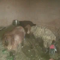 گوسفند وبزیک ساله