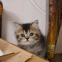 توله گربه چینچیلا