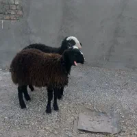 دوعدد بره ماده اصل شالی|حیوانات مزرعه|دشتابی, |دیوار