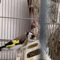 سهره|پرنده|ملارد, |دیوار