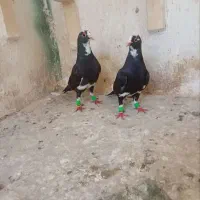 زاغ دمسفید. مینا کرمونی