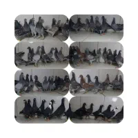 جوجه المانی و دورگ دسته ۳۴تایی