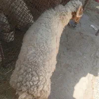 گوسفند