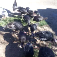 فروش بوقلمون ۱۲ عدد|حیوانات مزرعه|یاسوج, |دیوار