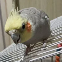 عروس هلندی مولد|پرنده|قدس, شهر‌قدس|دیوار