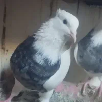 کبوتر نقش|پرنده|هریس, |دیوار