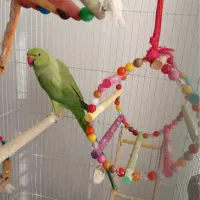 طوطی ملنگو ماده|پرنده|لاهیجان, کوی آزادگان|دیوار