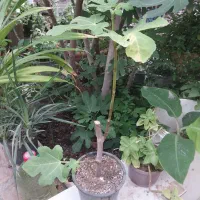 نهال گرمسیری