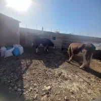 گوساله گاو خشک|حیوانات مزرعه|زابل, |دیوار