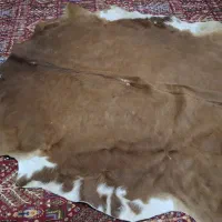 پوست گاوی، قهوه ای سفید