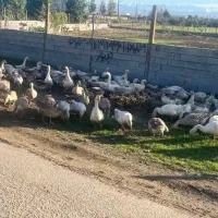 غاز محلی درجه یک دمه تخم