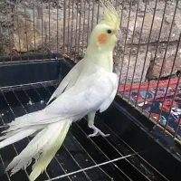 عروس لوتینو ماده