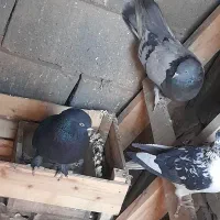 کفتر|پرنده|بروجن, |دیوار