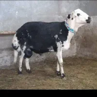 بزرگ ترین گوسفند فروشی درگلستان تهران