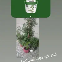 قرص کود گلدانی|گل و گیاه طبیعی|مینودشت, |دیوار