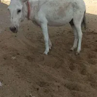 الاغ|حیوانات مزرعه|قم, قلعه عموحسین|دیوار