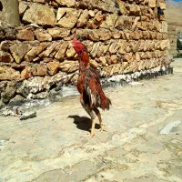 خروس لاری برزیلی|حیوانات مزرعه|باینگان, |دیوار