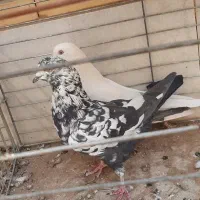 کفتر|پرنده|یزد, |دیوار