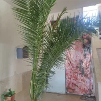 فروش گل