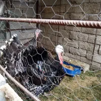 بوقلمون نر وماده