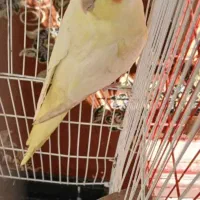 فروش یکجا عروس ومرغ عشق|پرنده|تهران, خرمشهر|دیوار