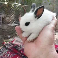 بچه خرگوش